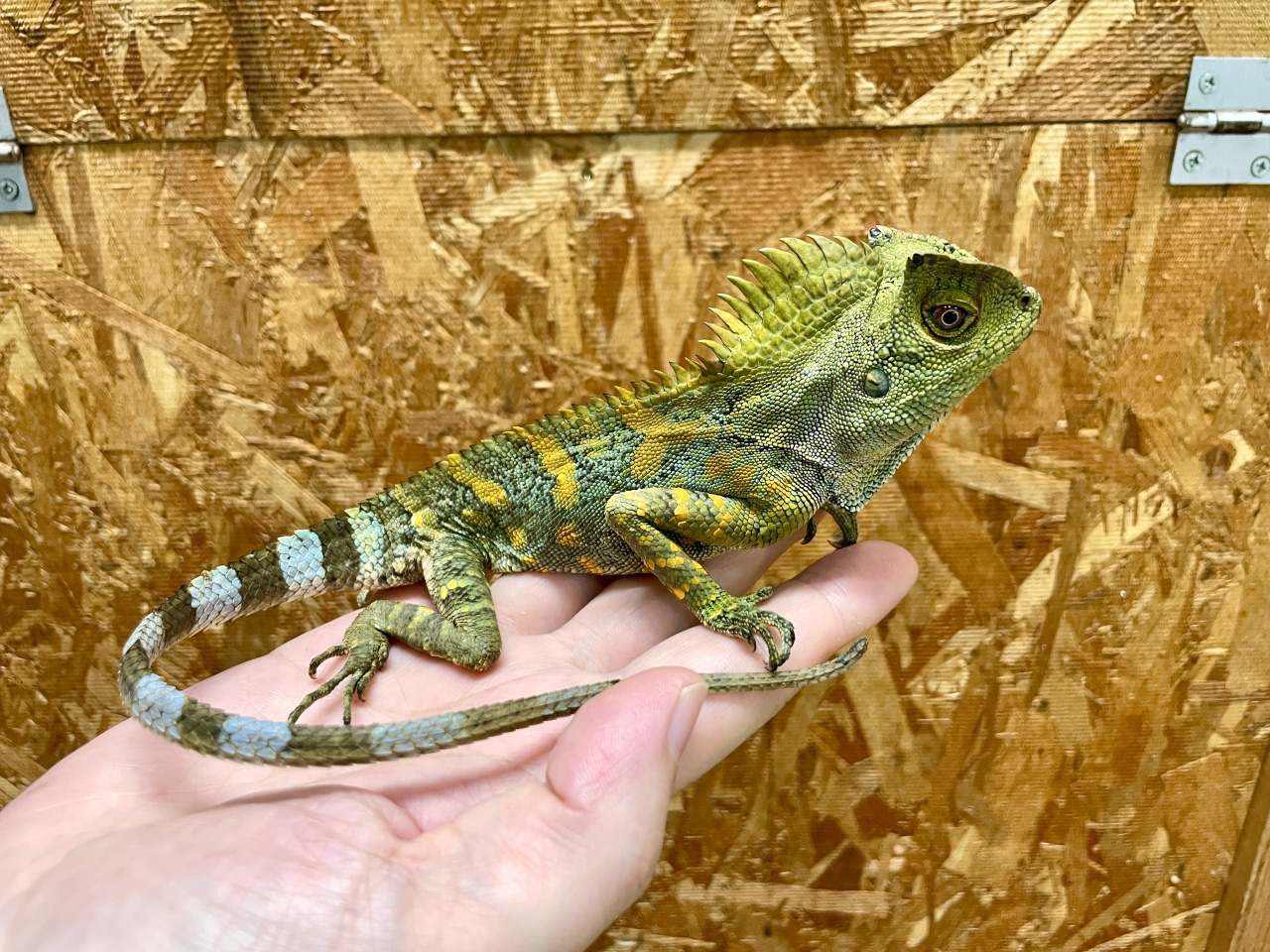 カメレオンモリドラゴン(7)