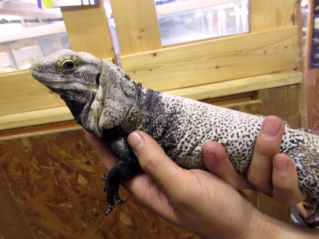 サンエステバントゲオイグアナ(11)