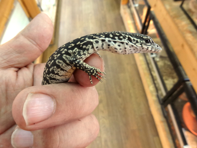 シミリスモニター(9)