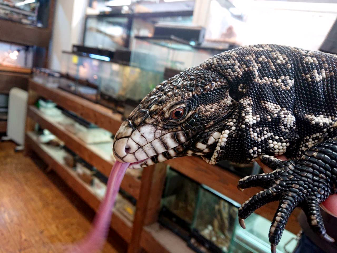 アルゼンチンブラックアンドホワイトテグー(4)