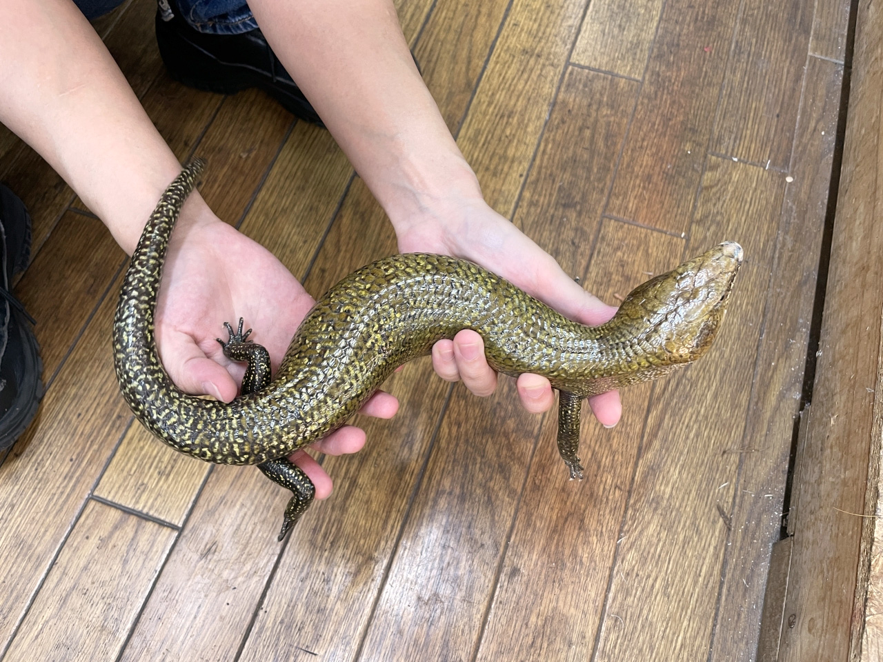 ケイアオジタトカゲ(6)