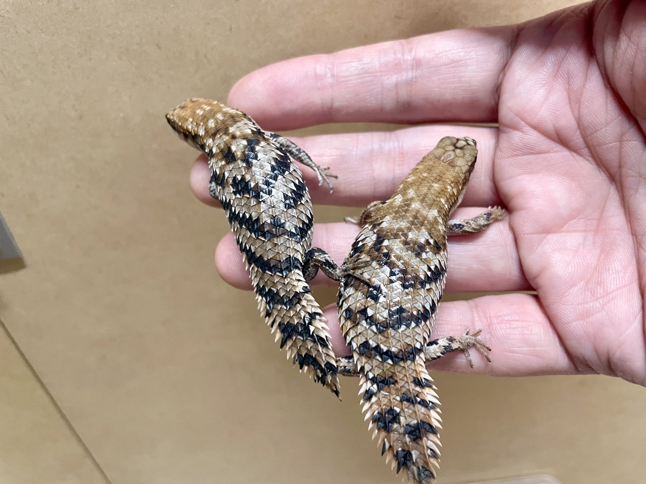 デプレッサイワトカゲ(2)