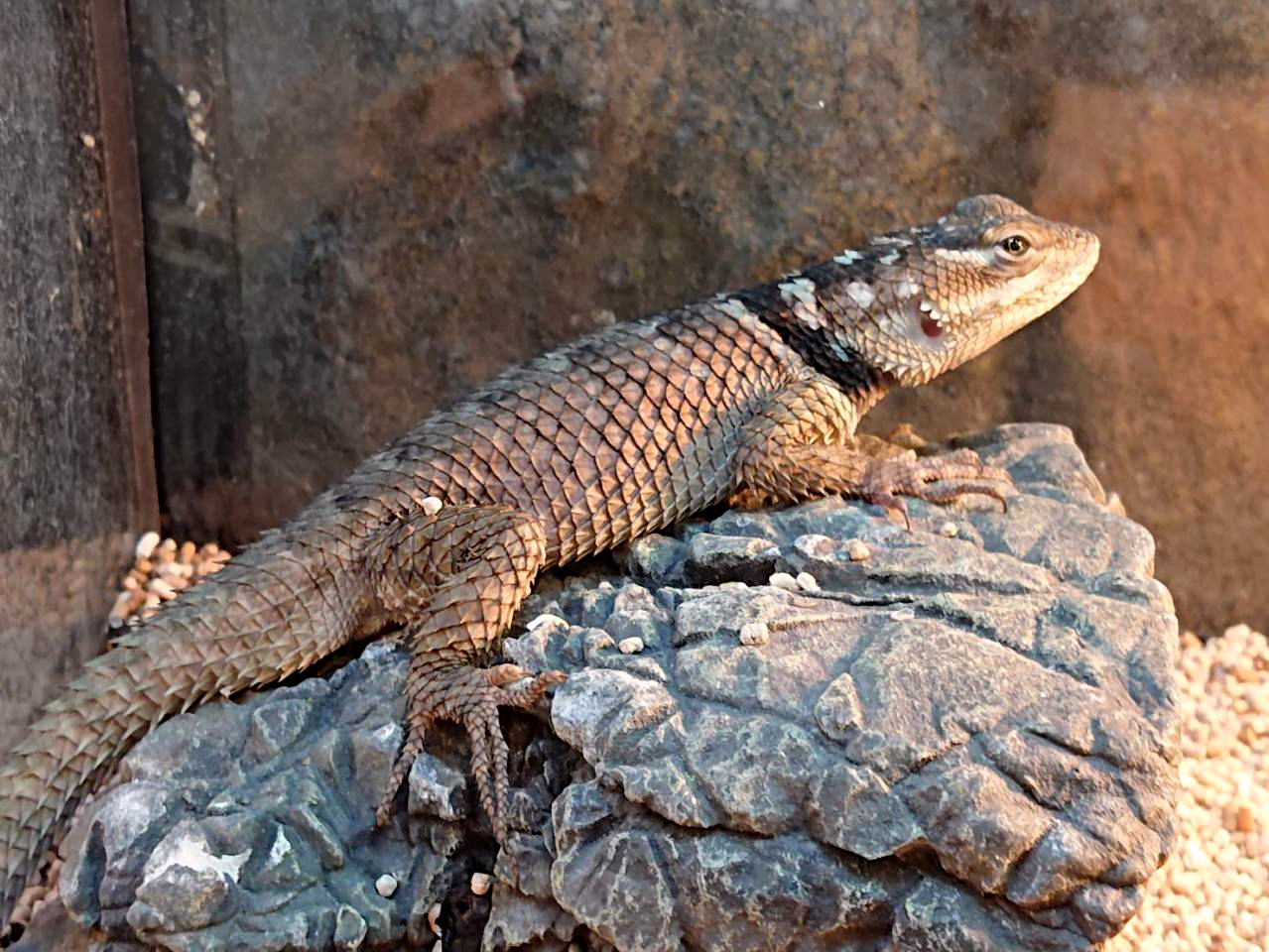 メキシコアオハリトカゲ(7)