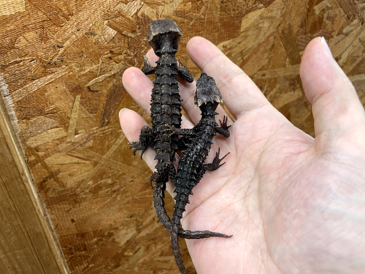 アカメカブトトカゲ(4)