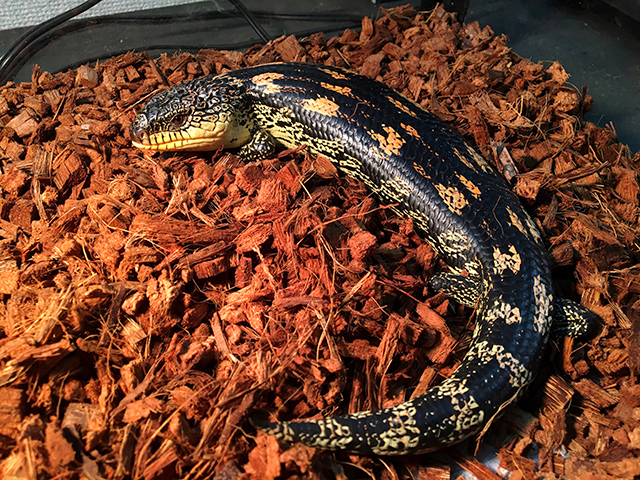 マダラアオジタトカゲ(10)