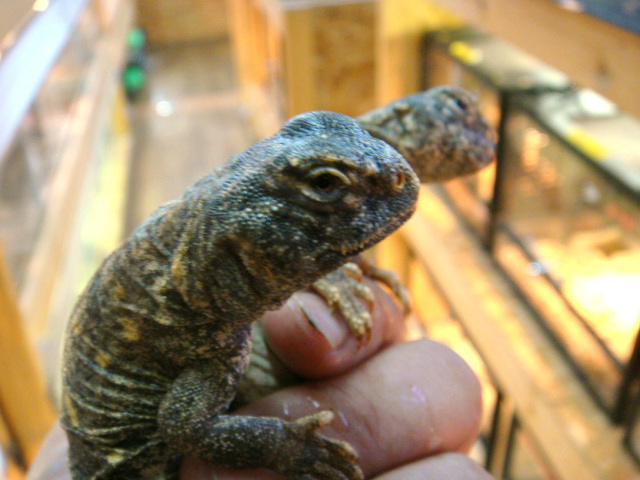 コウロコトゲオアガマ(3)