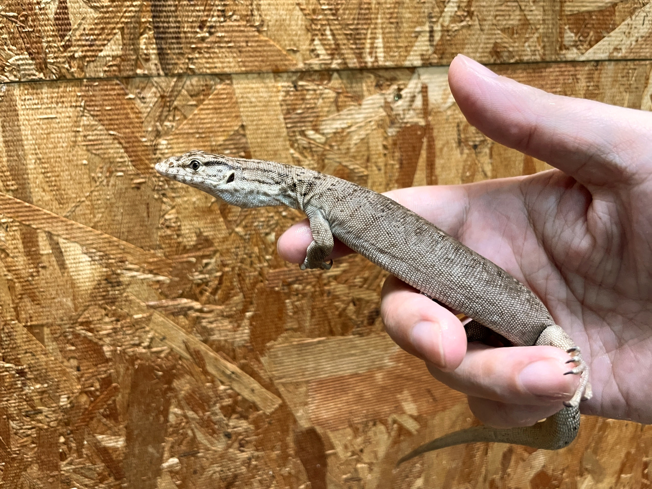 ピグミーマルガモニター(4)