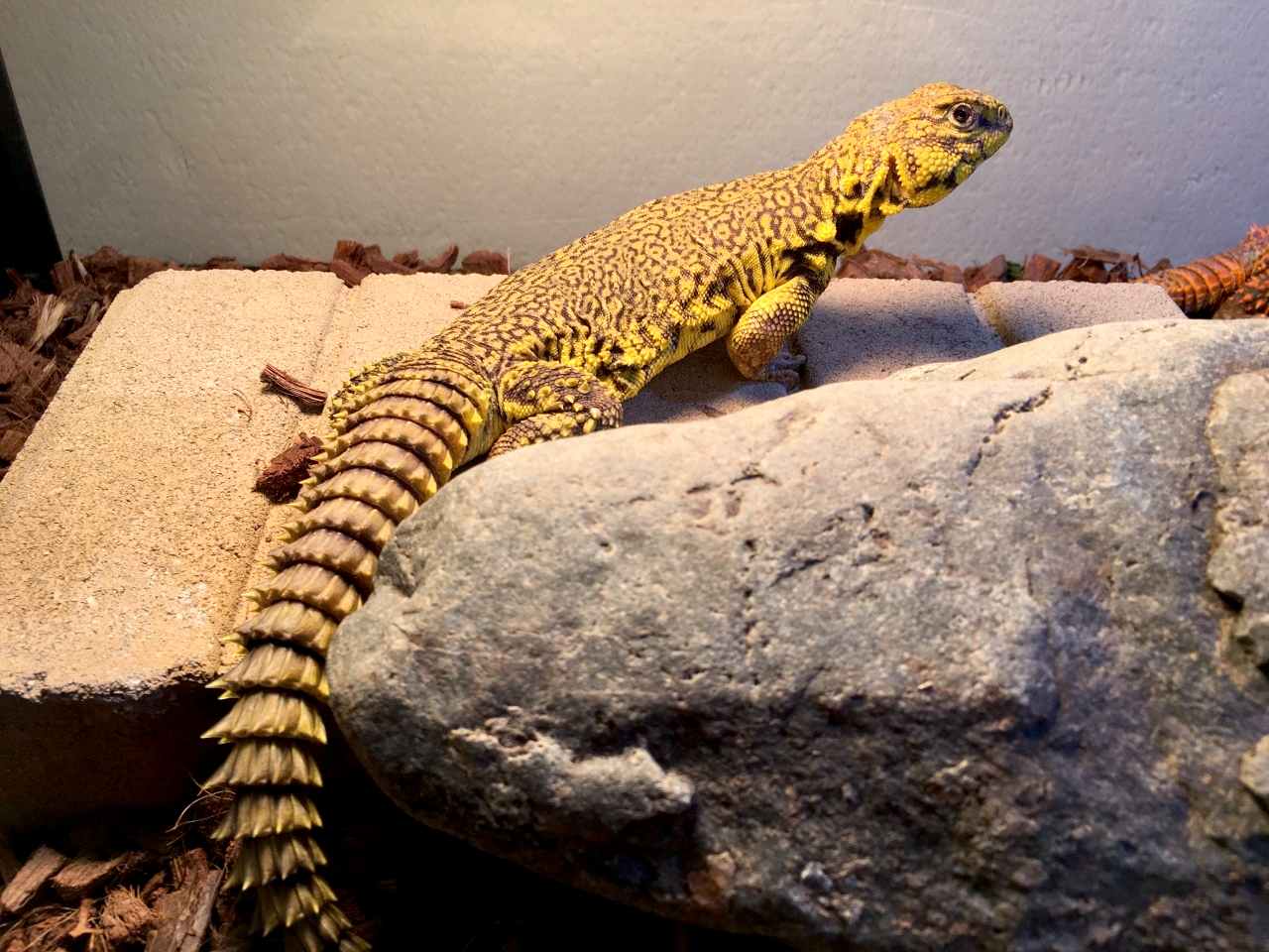 ゲイリートゲオアガマ(5)