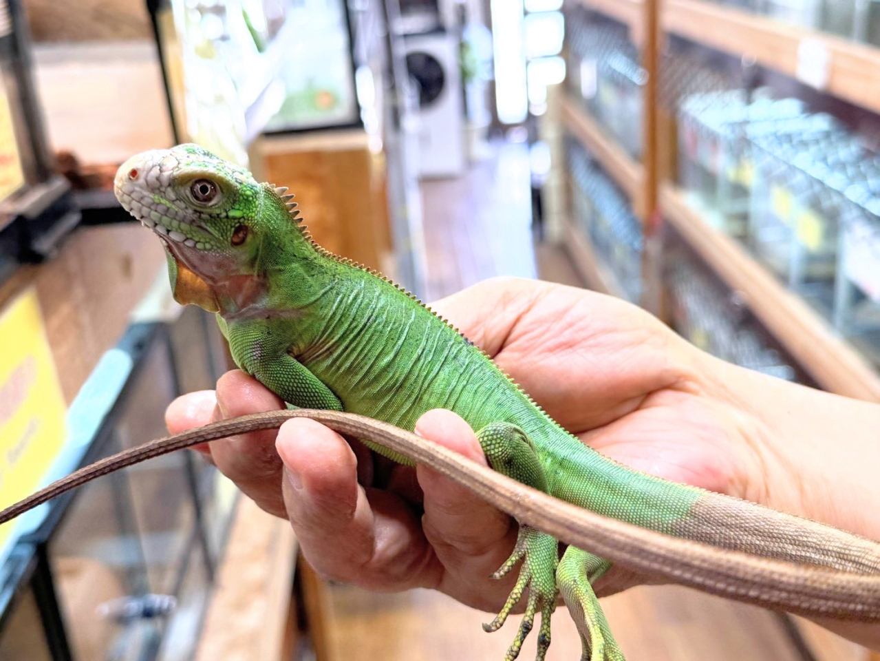 レッサーアンティルイグアナ(10)