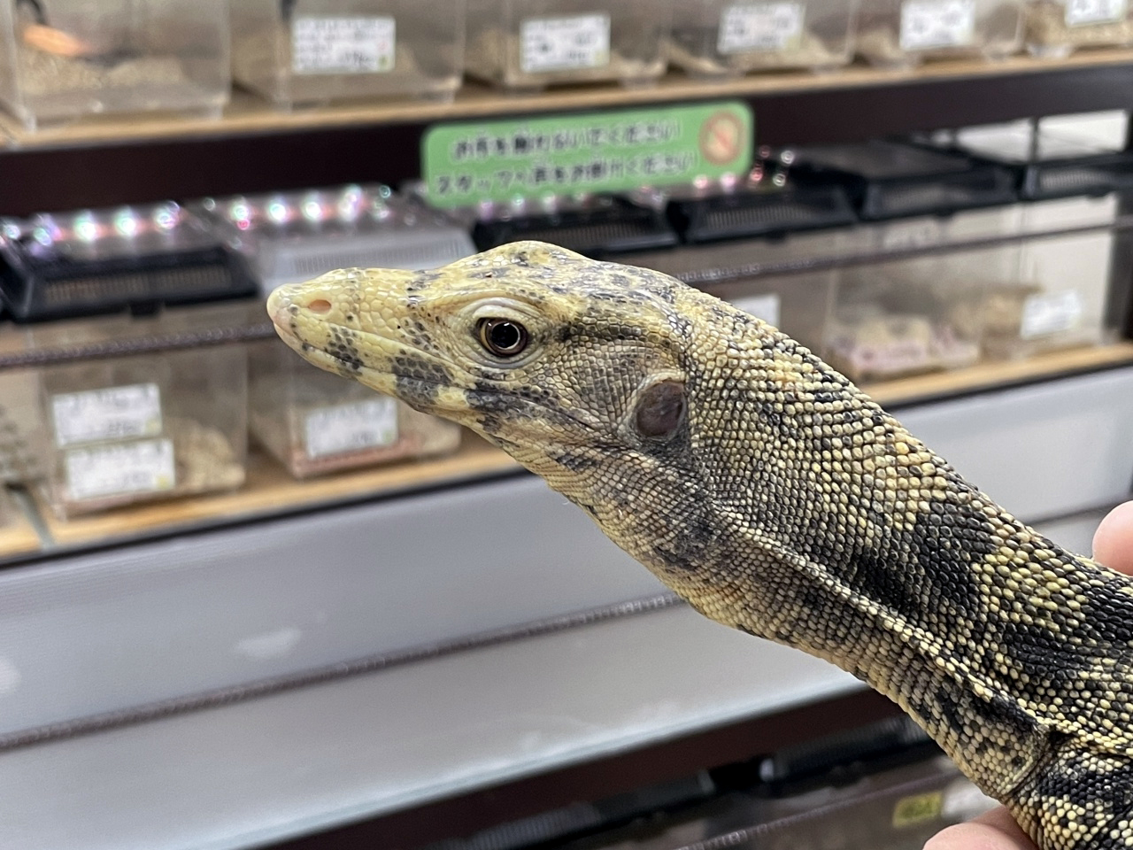 サルファモニター(3)