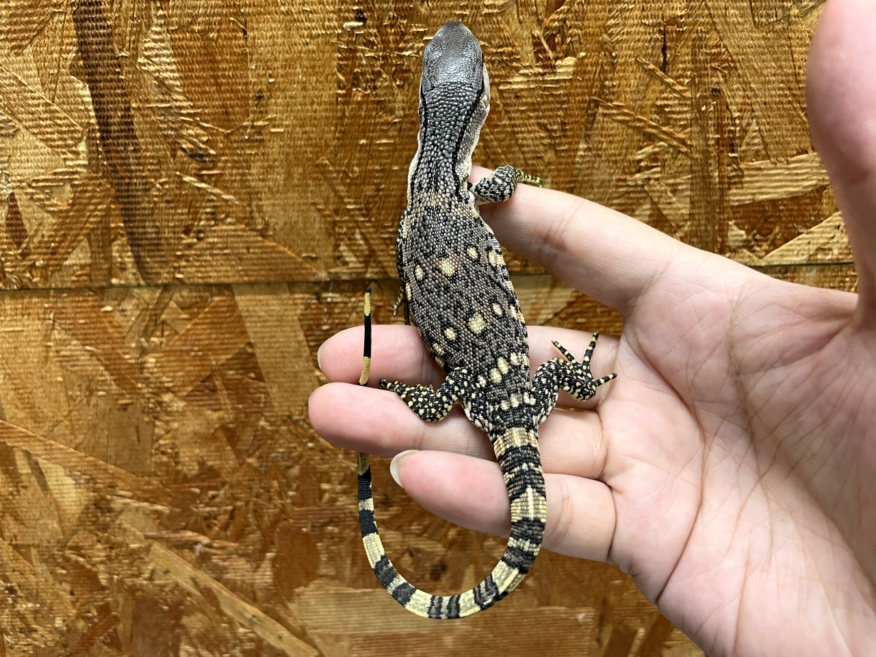 アフリカンロックモニター（ノドジロ）(7)