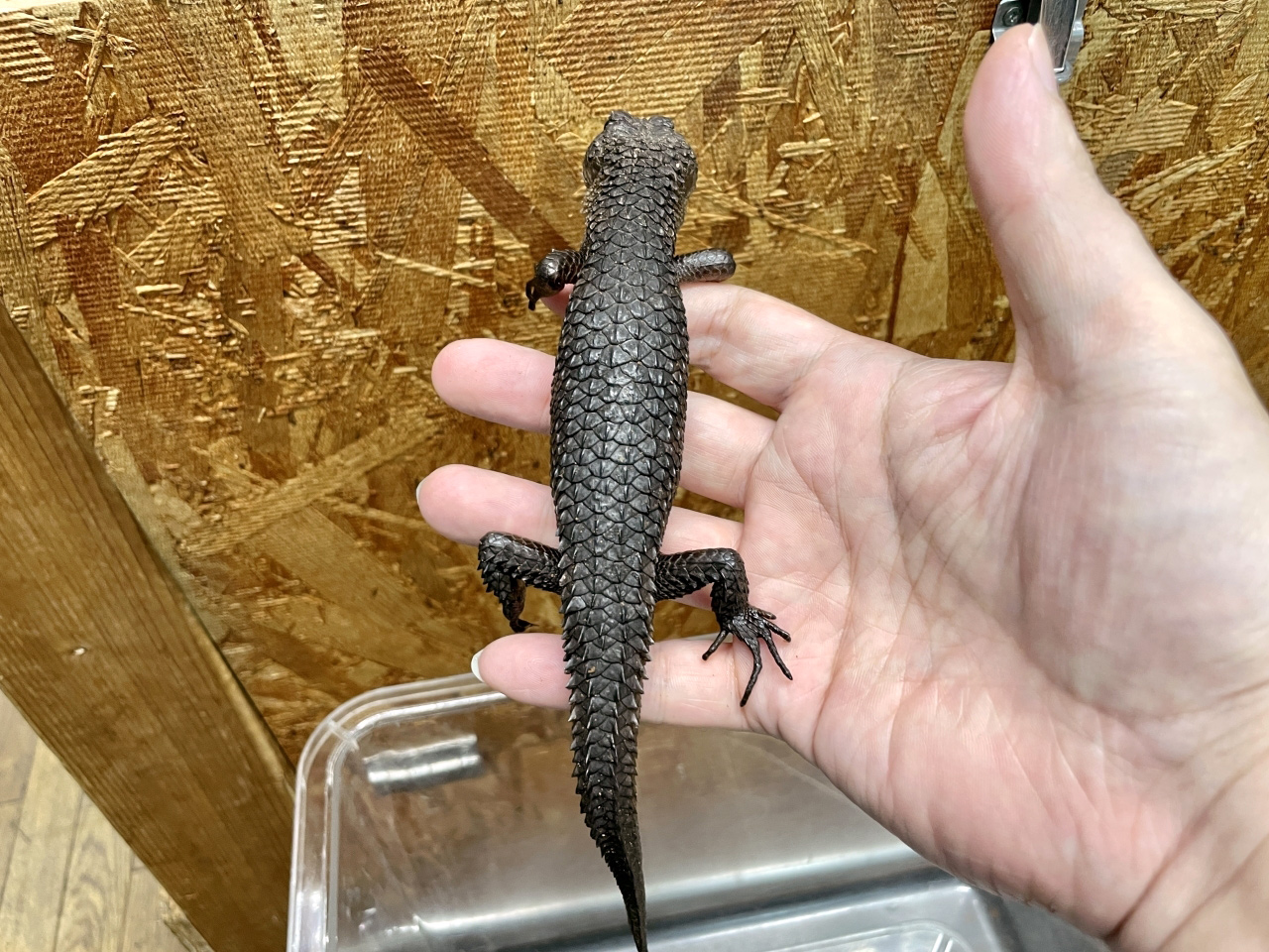 スラウェシクロコダイルスキンク(2)