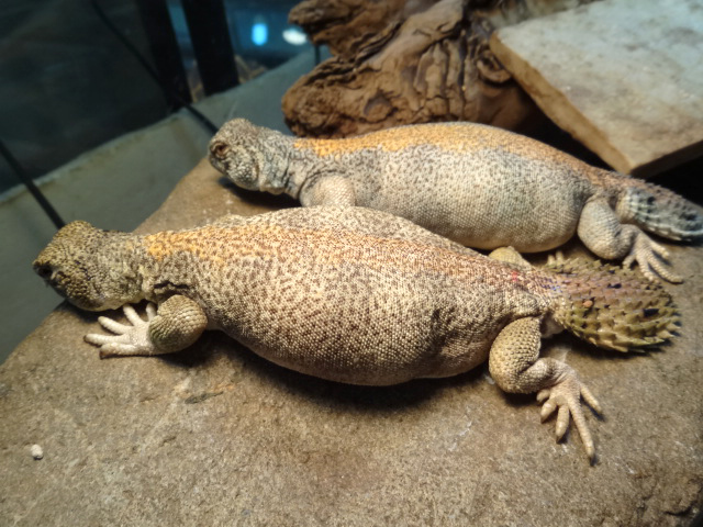 トーマストゲオアガマ(9)