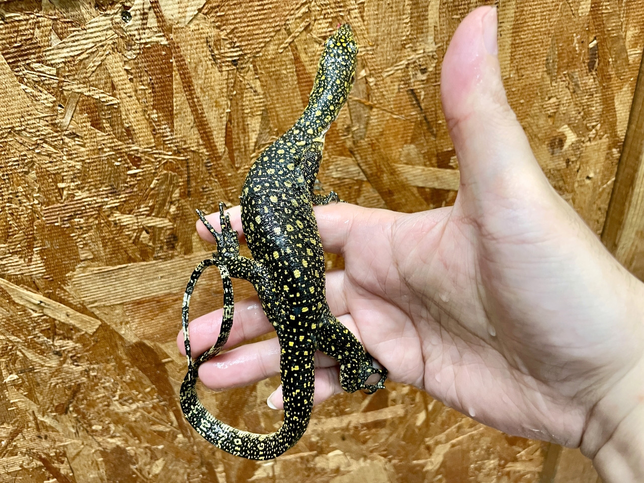 カイケチルモニター(3)