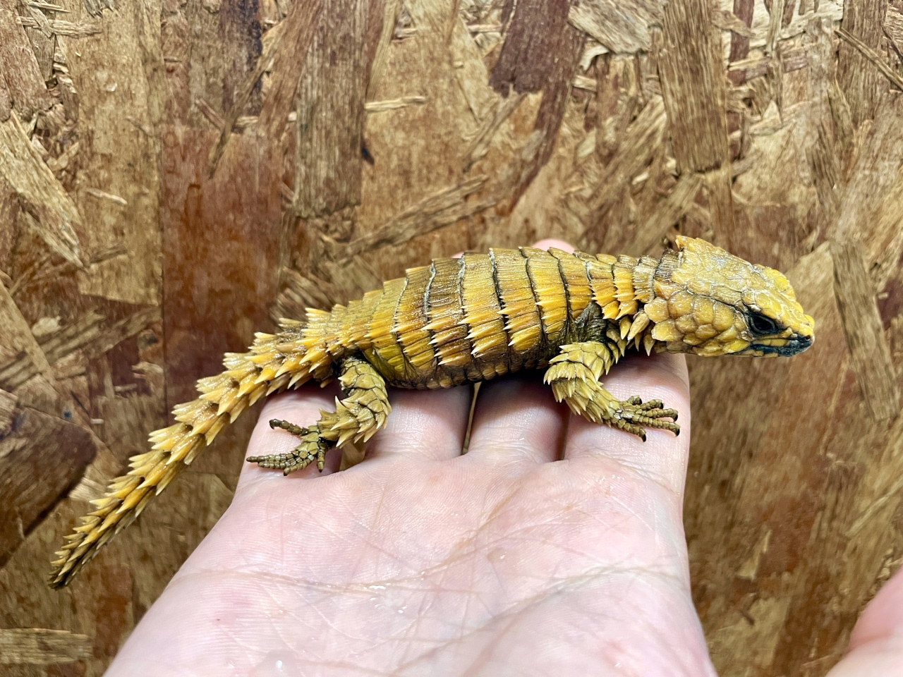 アルマジロトカゲ(7)