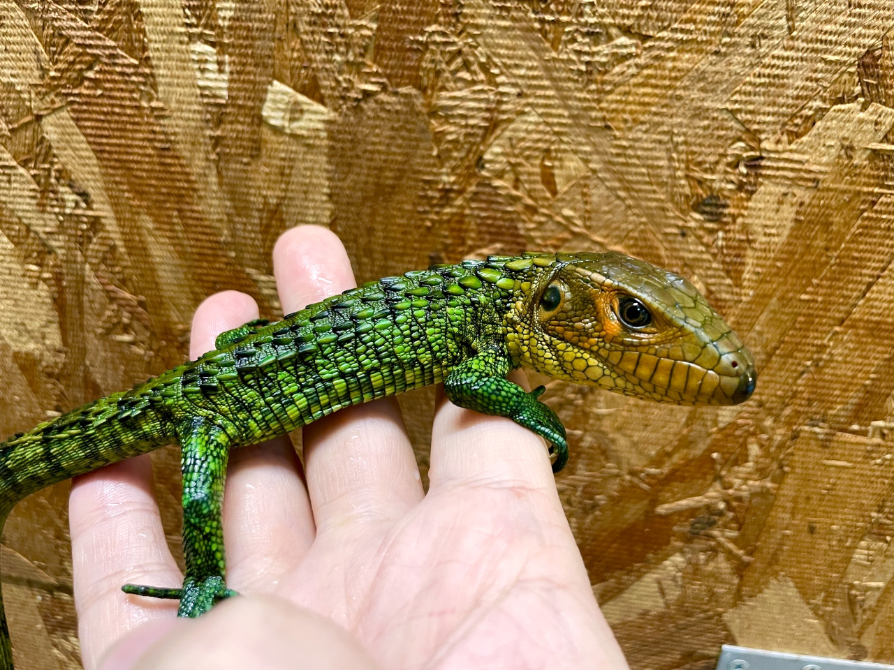 ギアナカイマントカゲ(9)