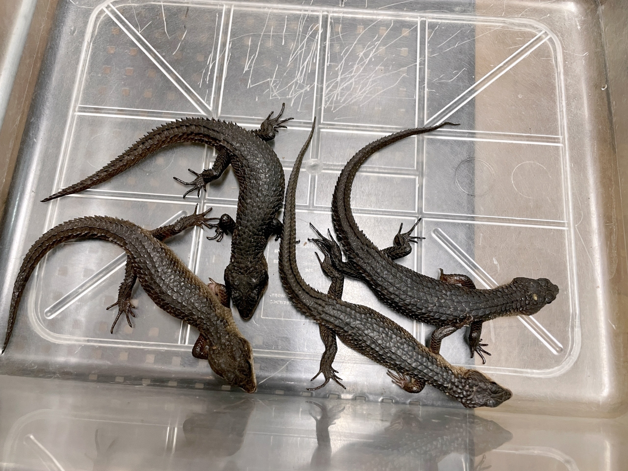 スラウェシクロコダイルスキンク(3)