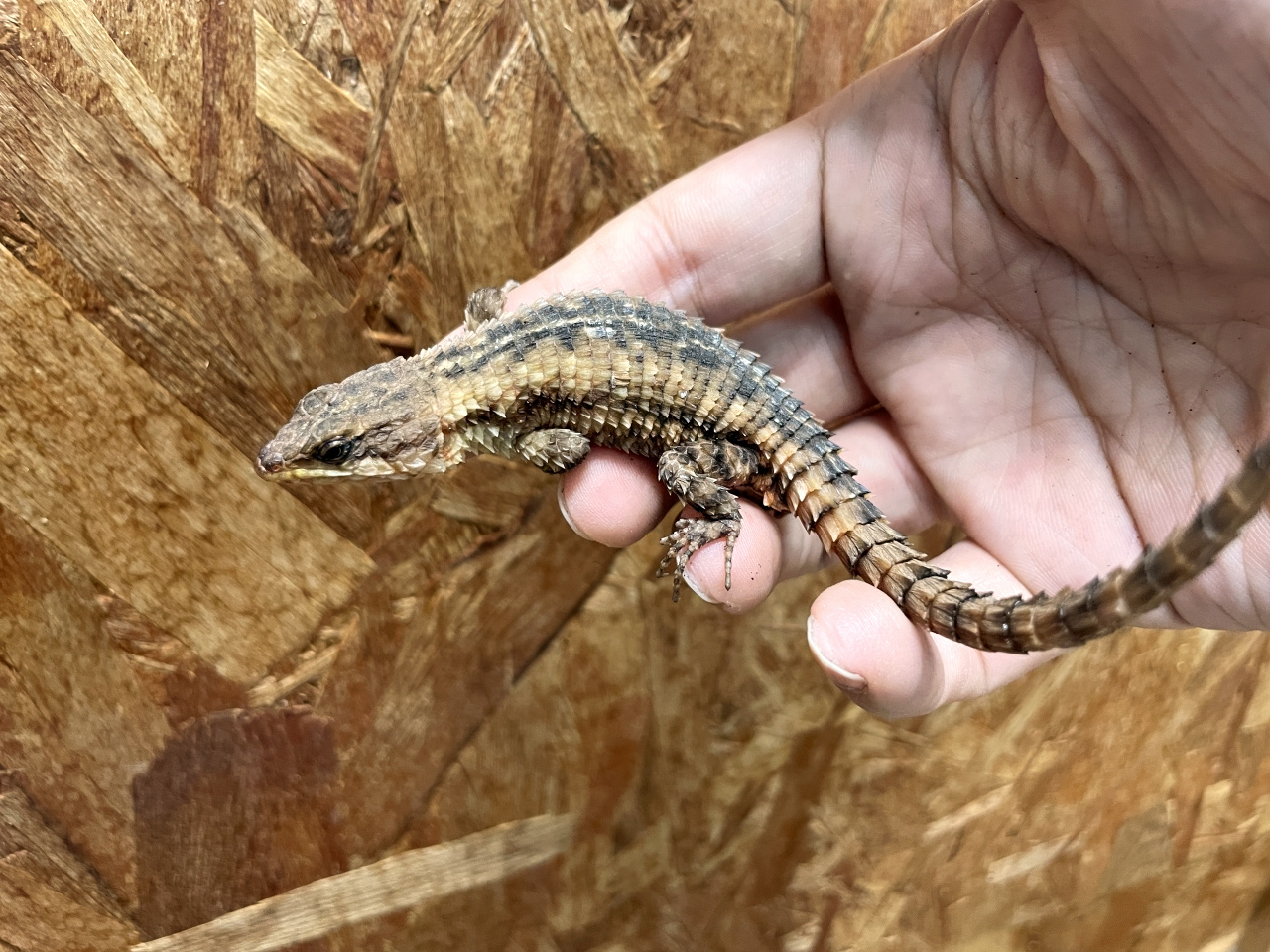 マサイヨロイトカゲ(9)