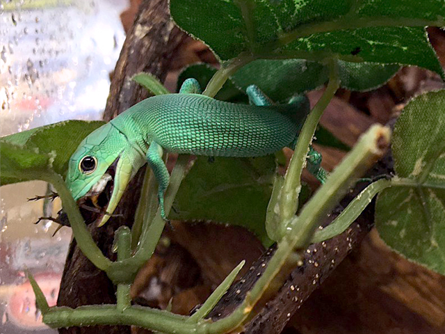 ミドリガストロカナヘビ(8)