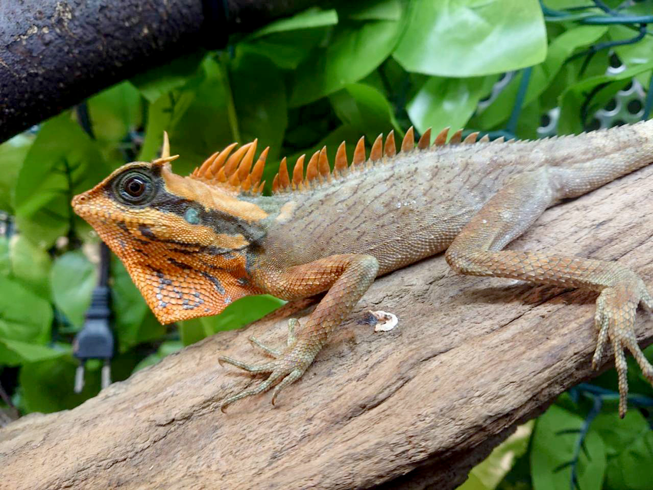 ナタリアクシトカゲ(11)