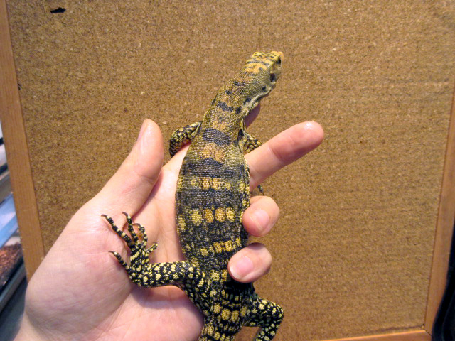 サルファモニター(11)