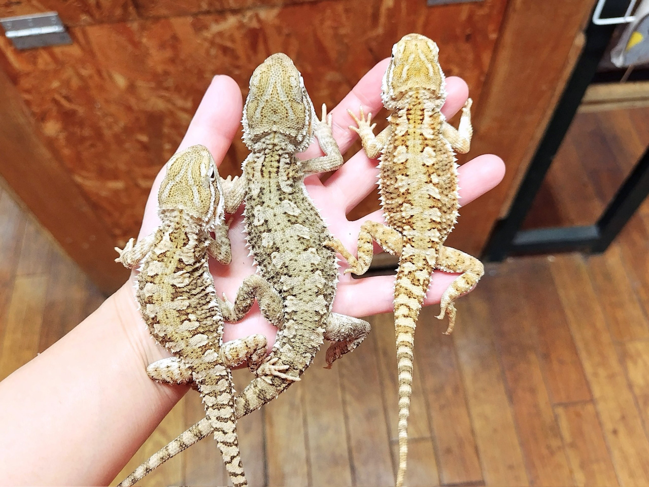 ローソンアゴヒゲトカゲ(7)