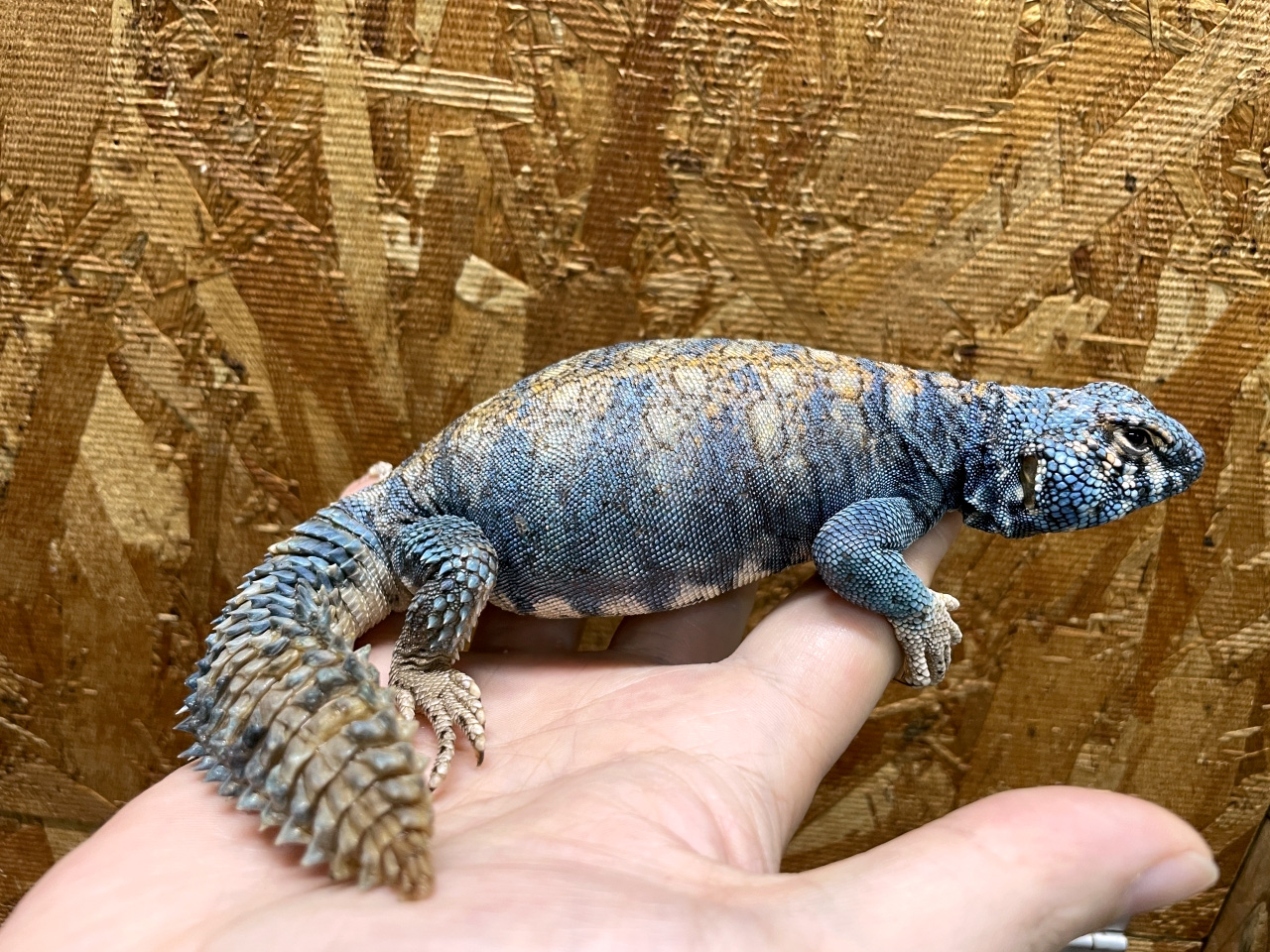 フィルビートゲオアガマ(9)