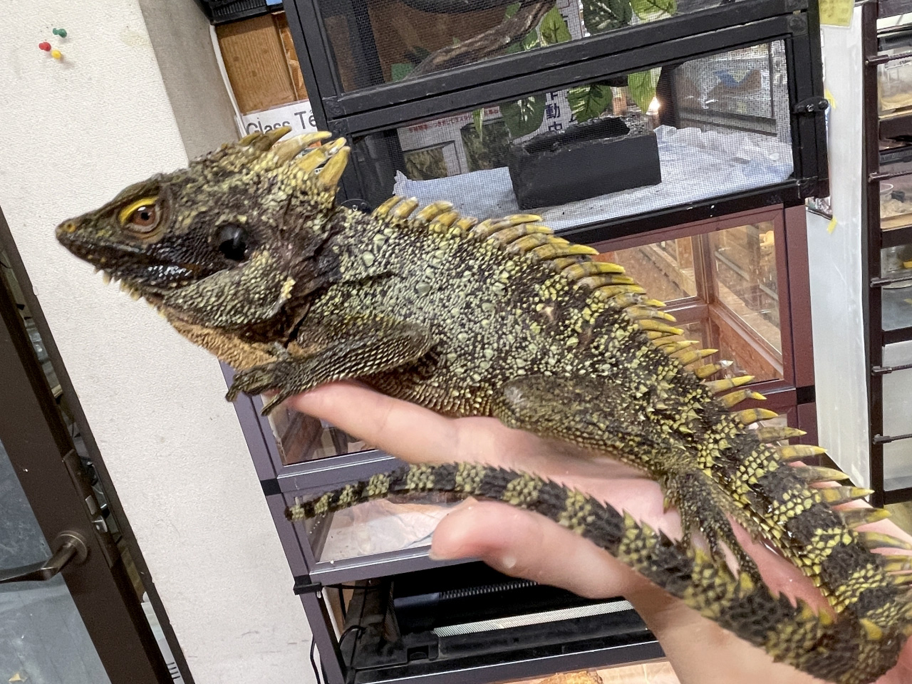 ディロフスモリドラゴン(5)