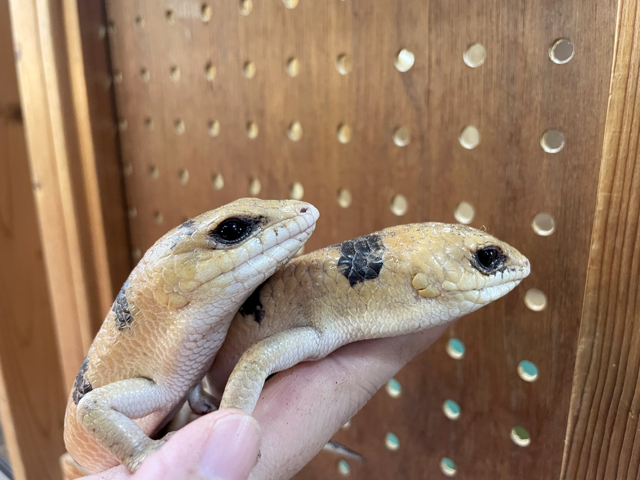 ピーターズバンデッドスキンク(8)