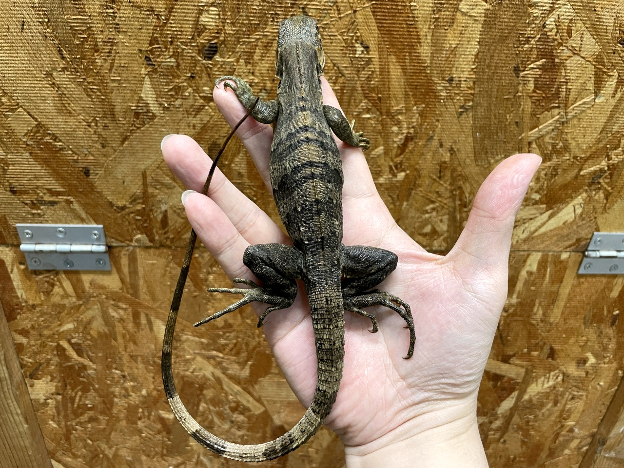 ツナギトゲオイグアナ(5)