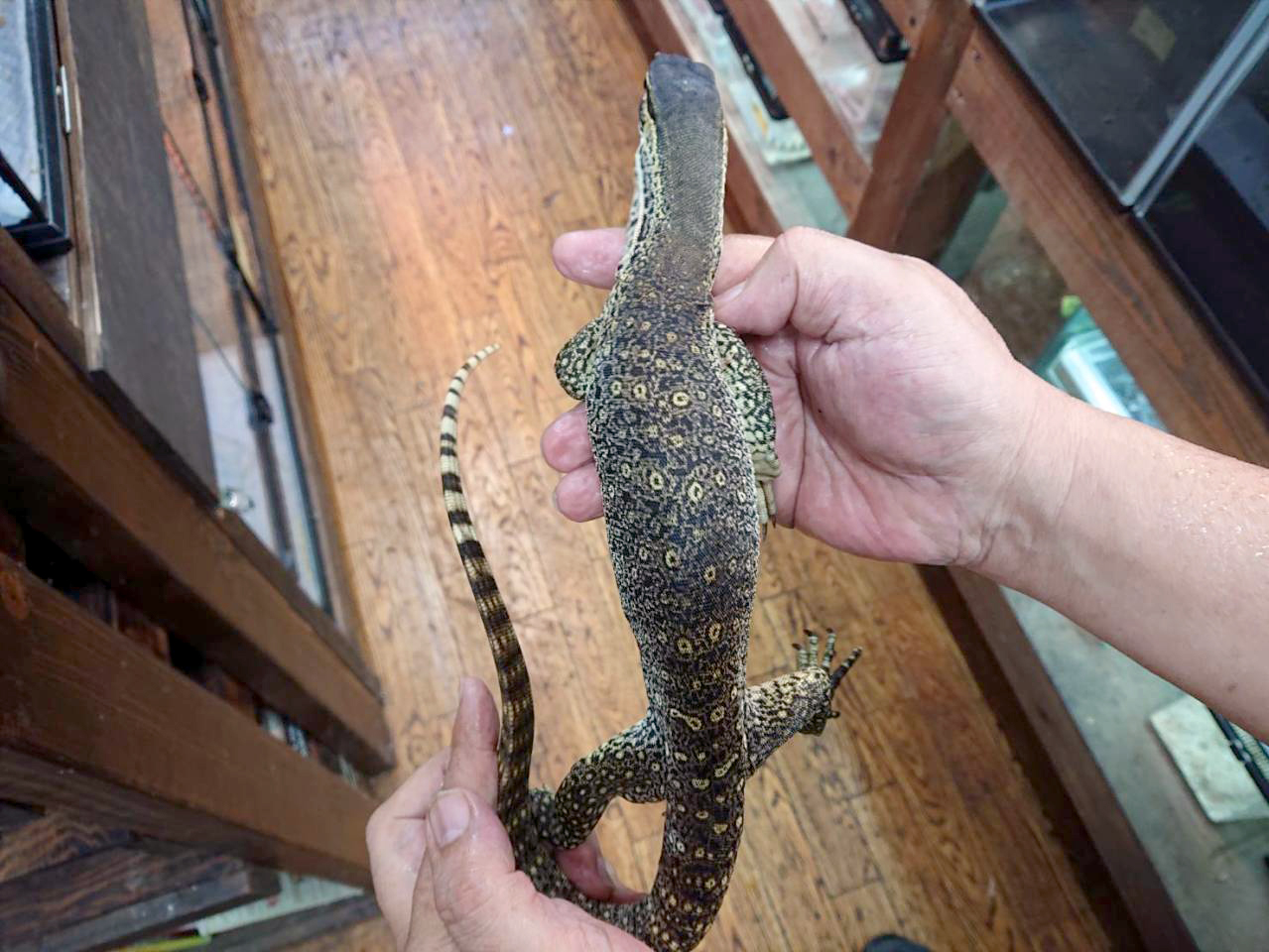 グールドモニター(10)