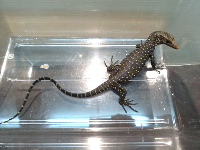 トーチモニター(7)