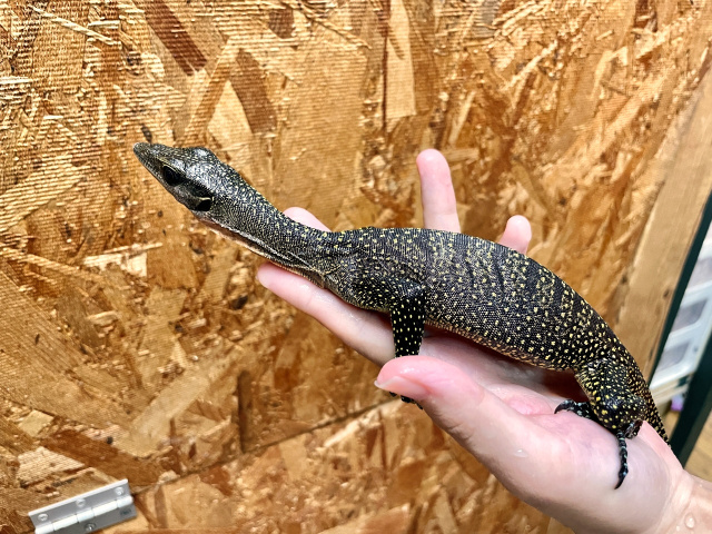 カールシュミットモニター