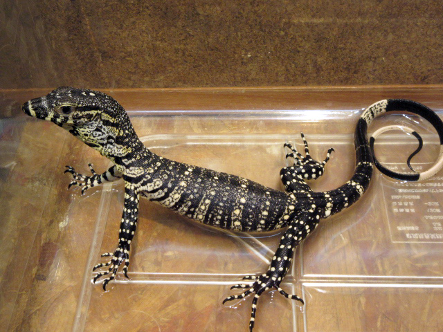 レースモニター(7)