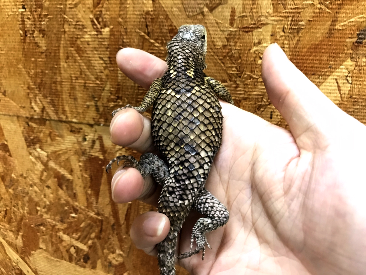 メキシコアオハリトカゲ(5)