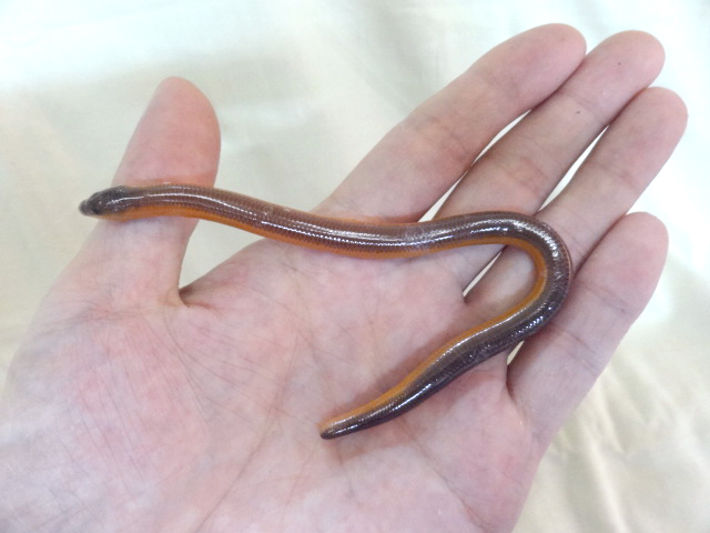 サバンナダーツスキンク(7)