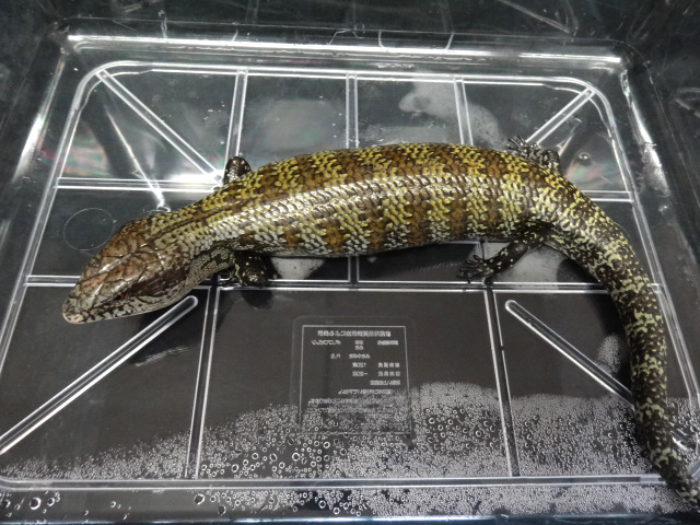 ケイアオジタトカゲ(7)