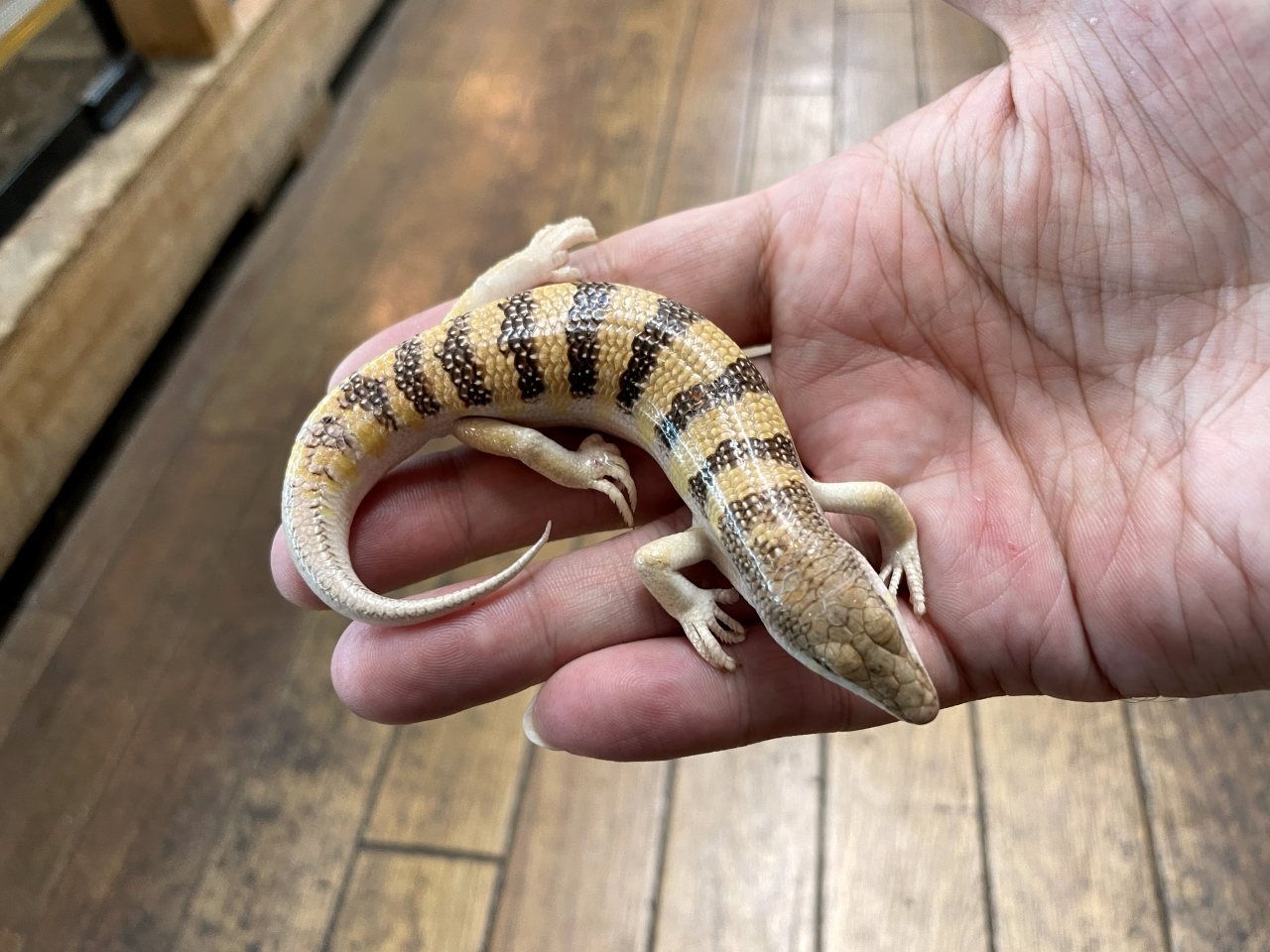 サンドフィッシュ(2)