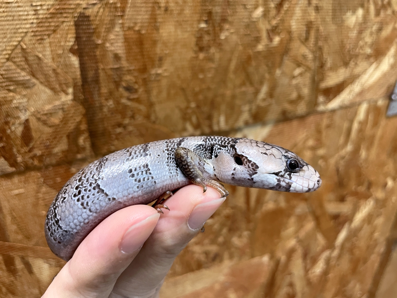 モモジタトカゲ(2)