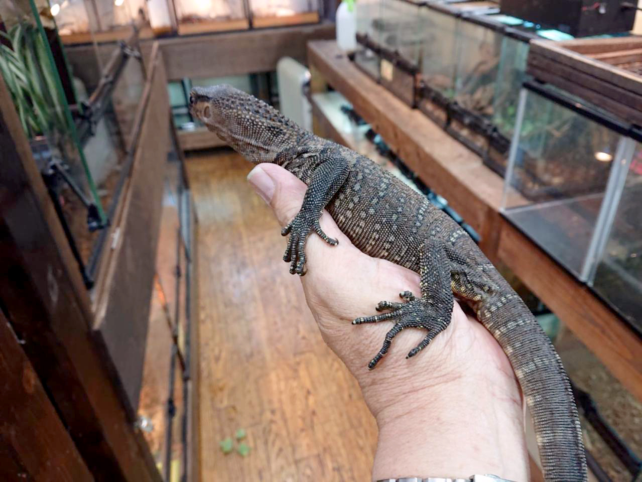 ラフネックモニター(4)