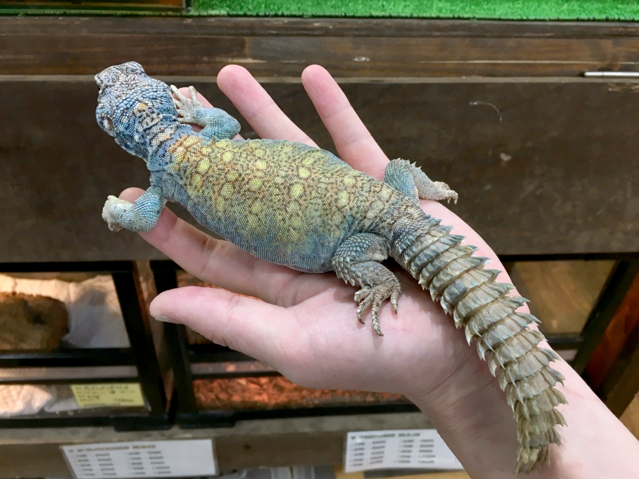 フィルビートゲオアガマ(8)