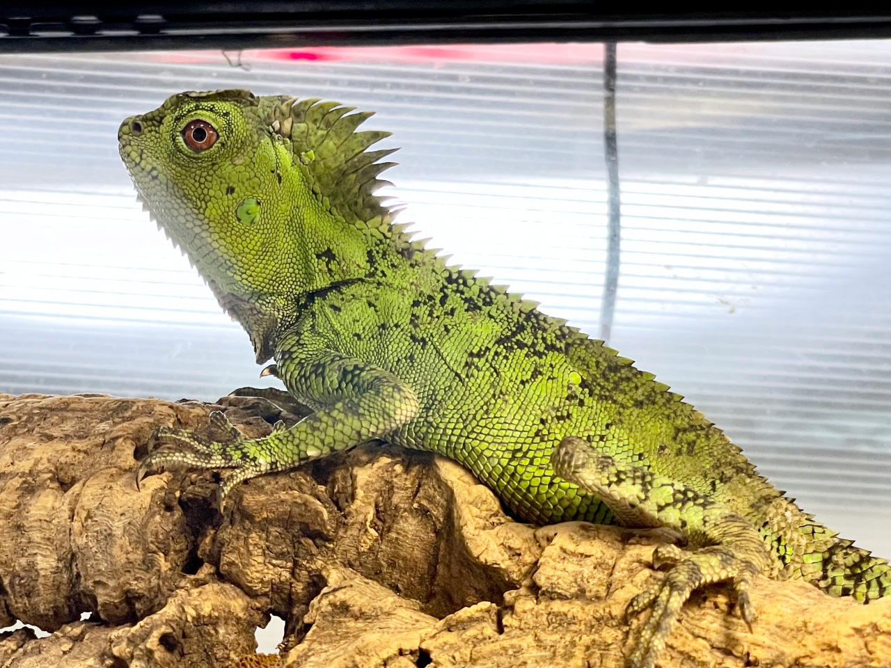 カメレオンモリドラゴン(9)