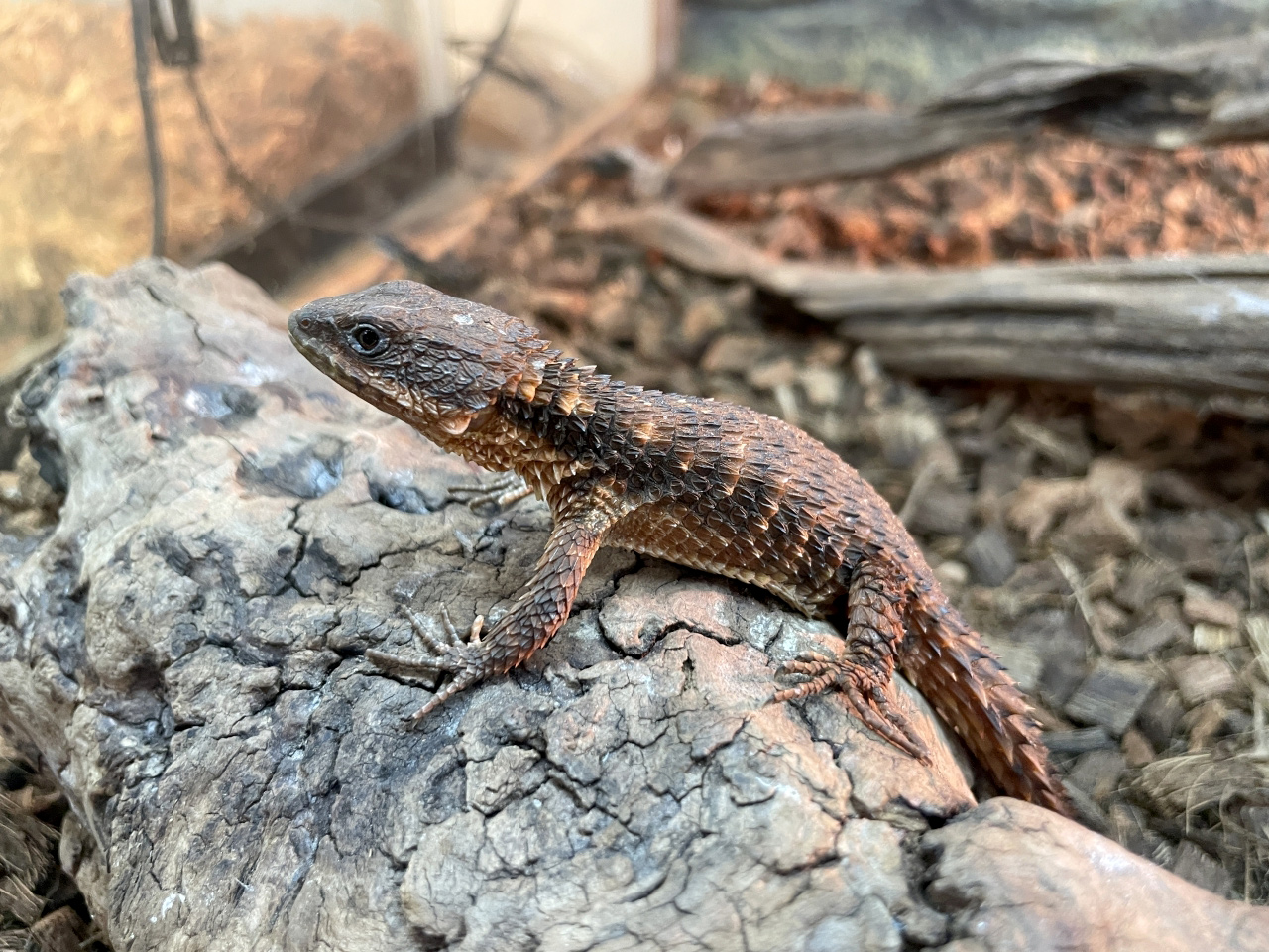 トロピクスヨロイトカゲ(1)