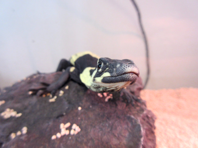 レースモニター(12)