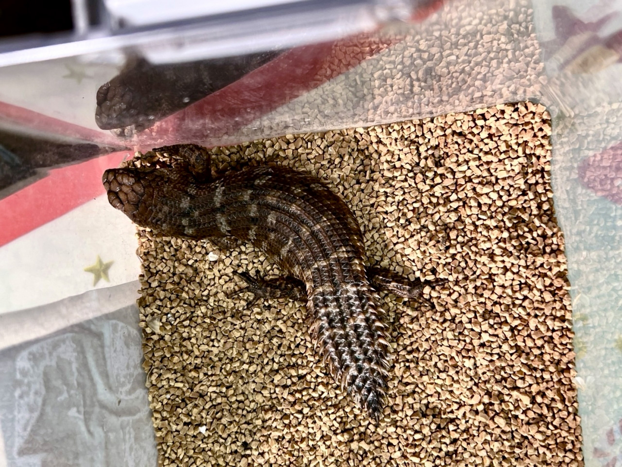 ストケスイワトカゲ（バディア）(2)