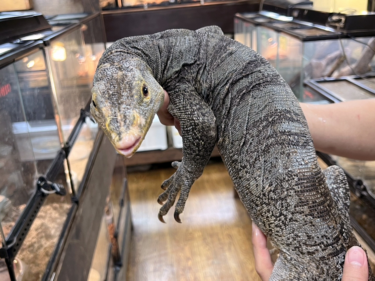 グレイモニター(7)