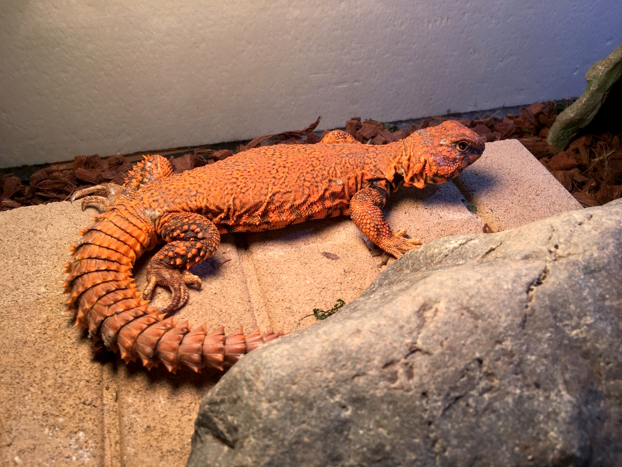 ゲイリートゲオアガマ(3)