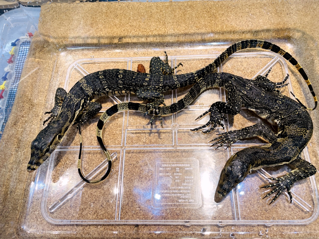 サルバトールモニター（ジャワ産）(8)