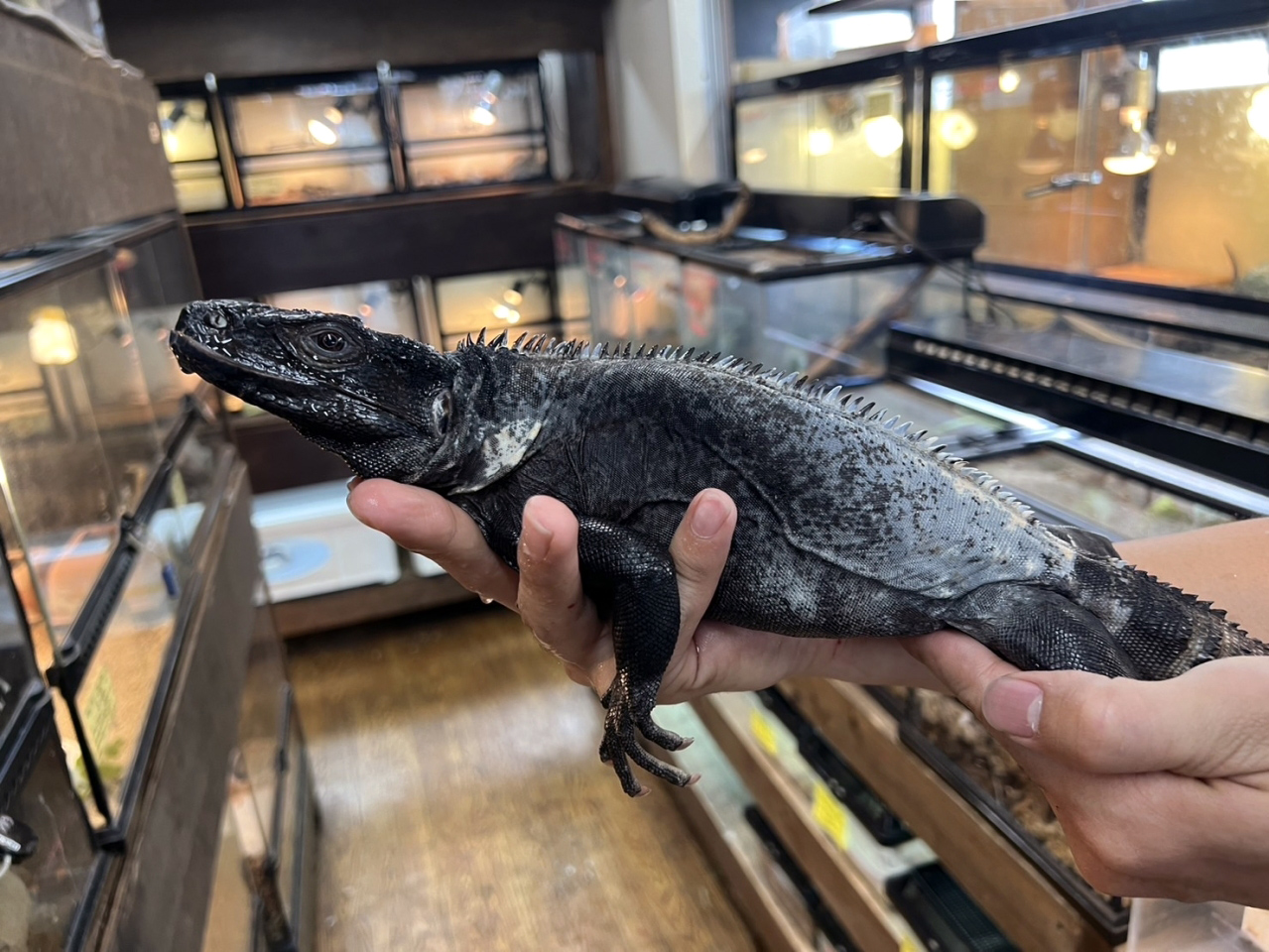 バナナスパイニーテールイグアナ(2)