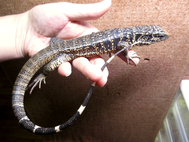 ゴールデンテグー(2)